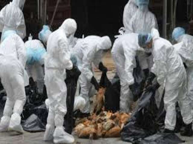 ظهور فيروس إنفلونزا الطيور