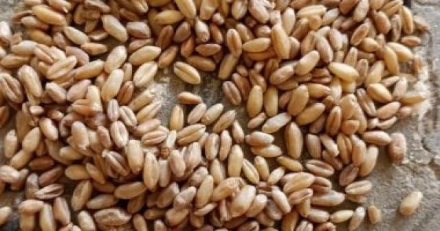 الأقماح المضبوطة