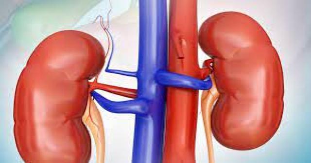  الكلى تصفي 180لتر يوميا من الدماء 