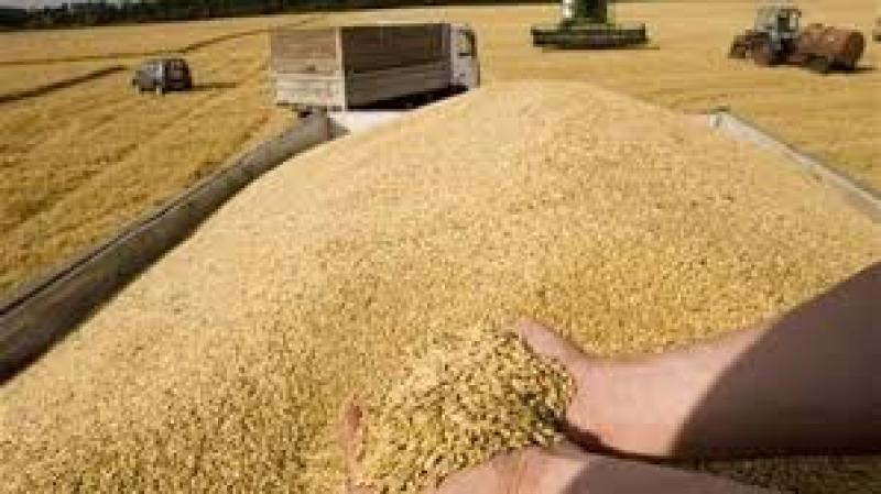 سعر القمح اليوم