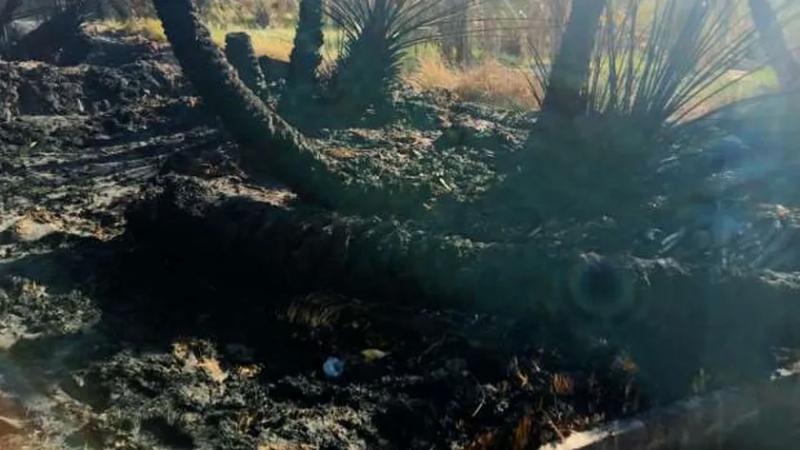 حريق في مزارع سيوة