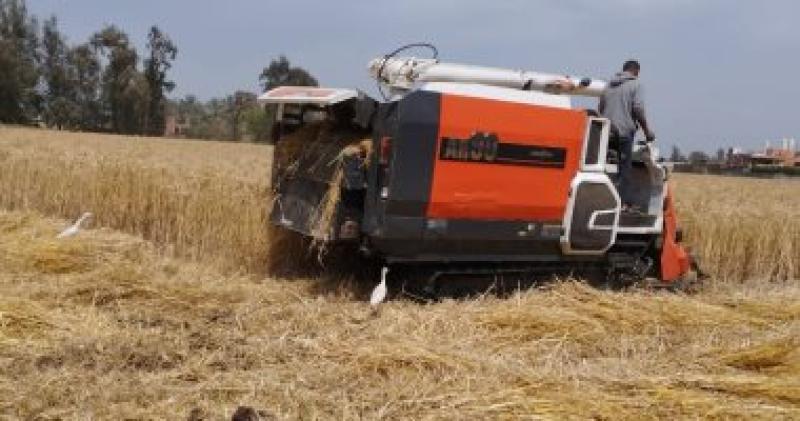 القمح - صورة أرشيفية