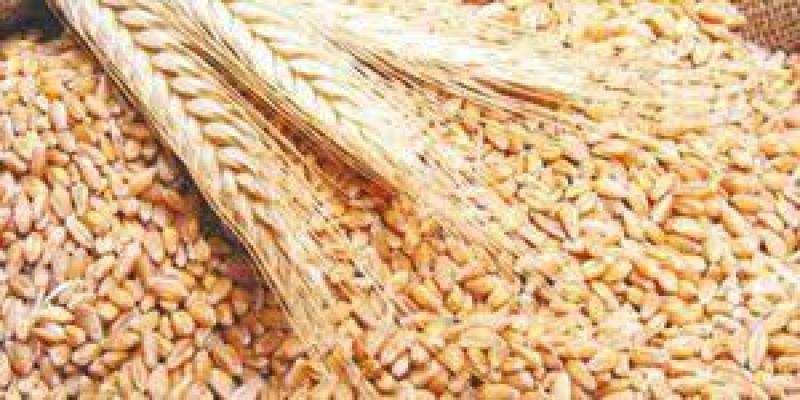 سعر القمح اليوم