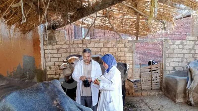 تحصين الماشية ـ أرشيفية
