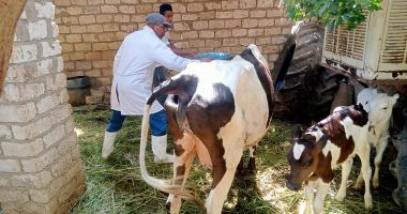 تحصين الماشية - أرشيفية