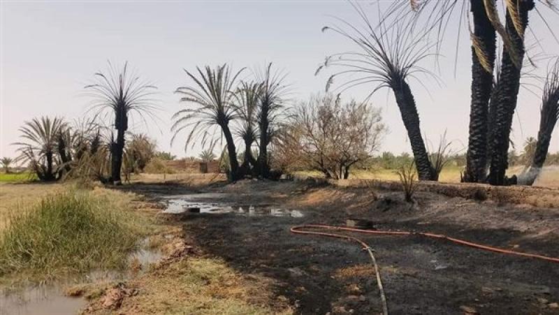 حريق مزرعة نخيل بالوادي الجديد