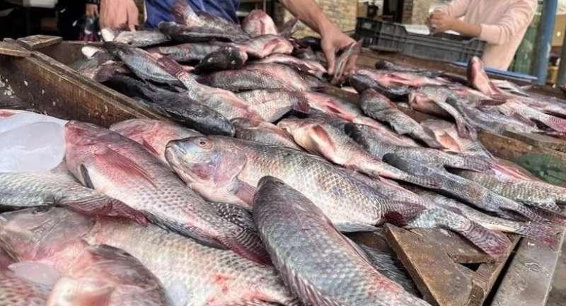 الأسماك في سوق العبور