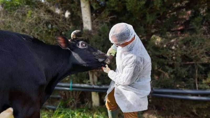 الحمى القلاعية بين الماشية في هنغاري