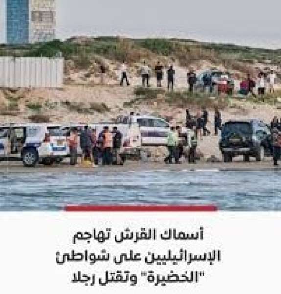 أسماك القرش تثير الذعر على شواطئ 