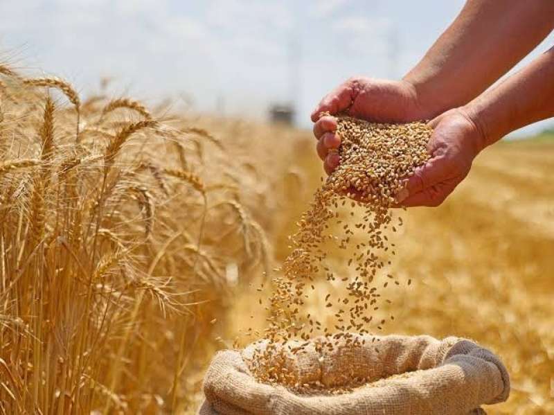 حصاد القمح في قنا