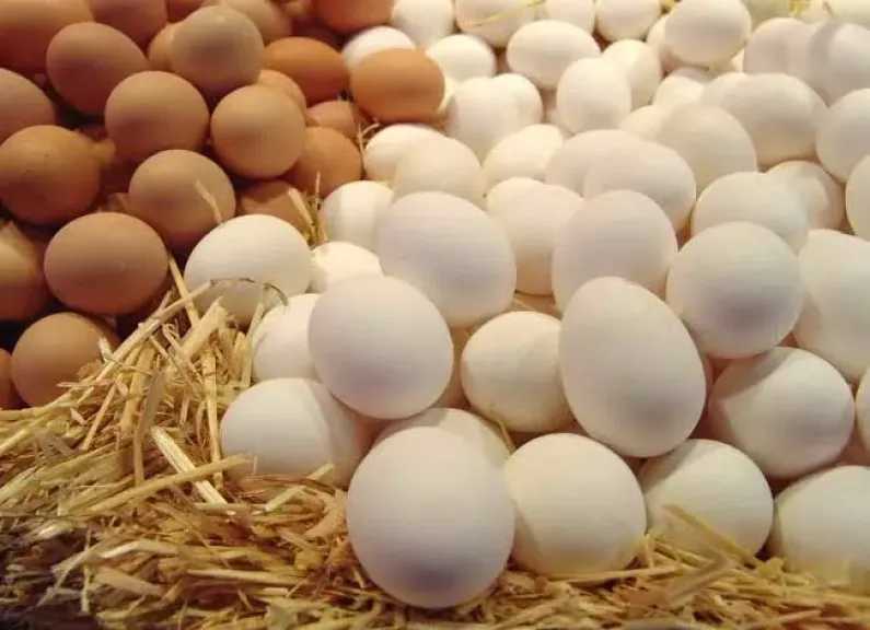 أسعار البيض اليوم السبت