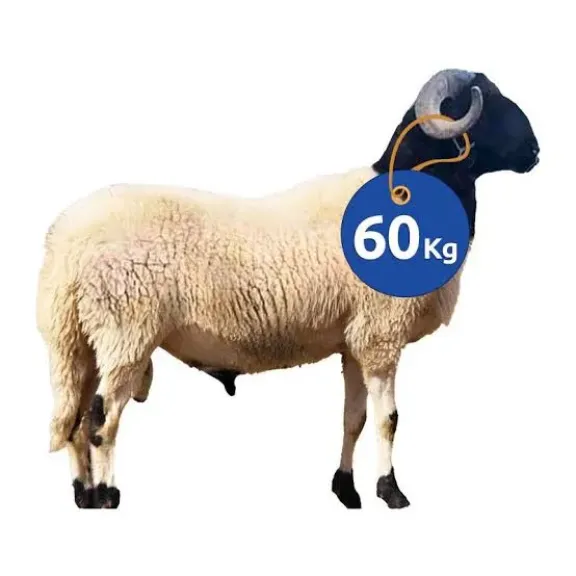 خروف أونلاين