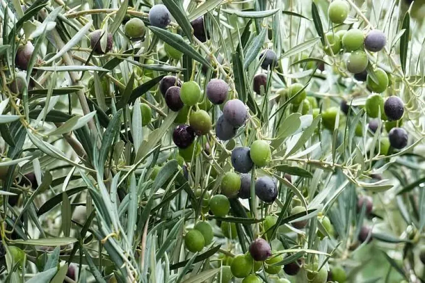 شجرة الزيتون