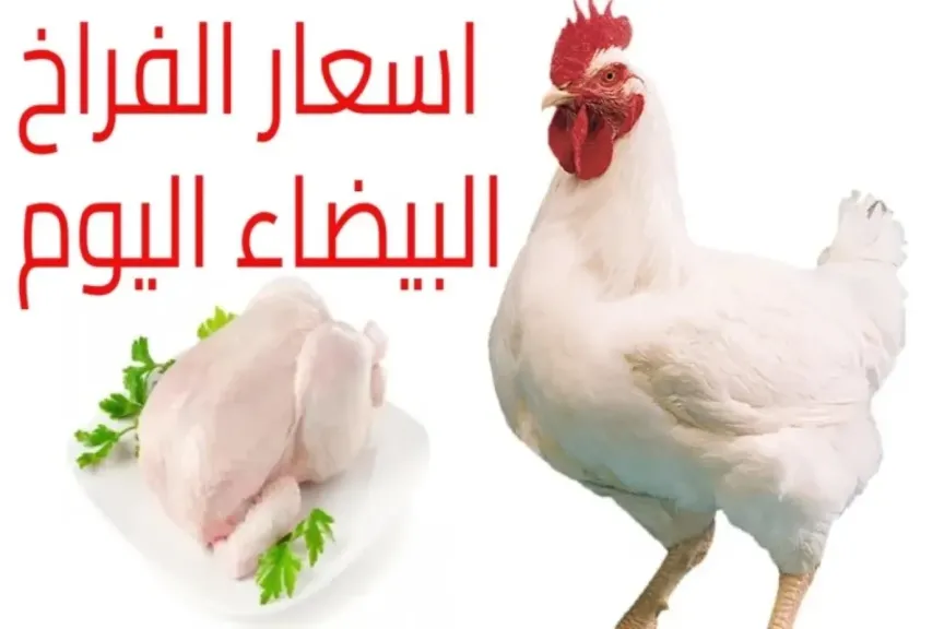 أسعار الفراخ البيضاء