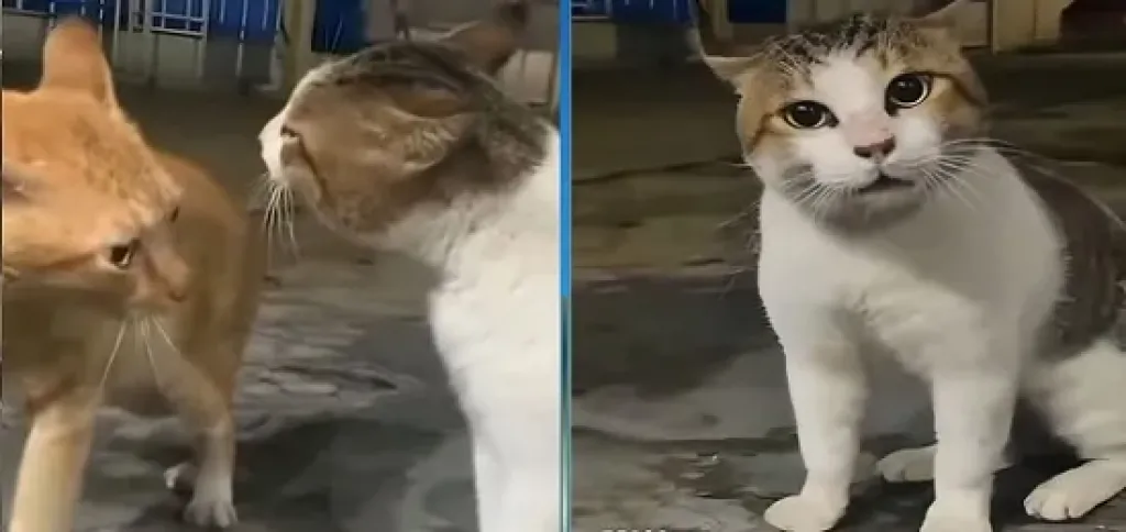 القط صاوي والقط جمعة