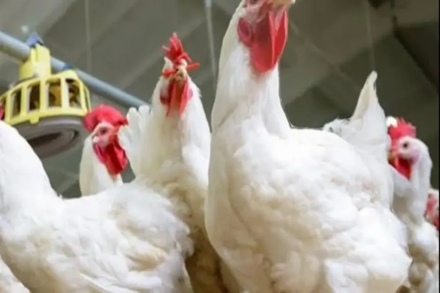 سعر الفراخ البلدي