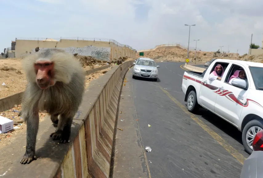  سبب انتشار قرود البابون في شوارع الرياض