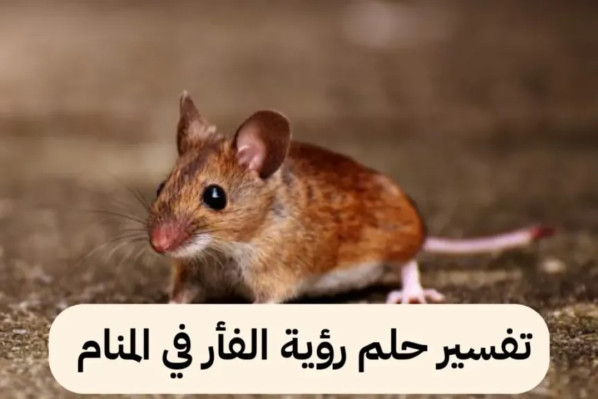 هل الفأر في المنام سحر