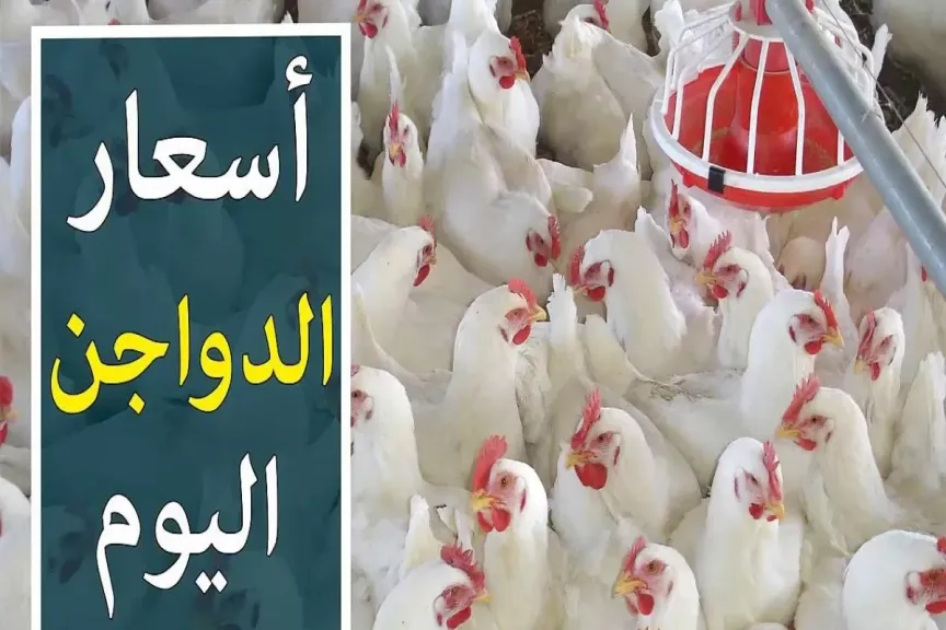 أسعار الفراخ اليوم