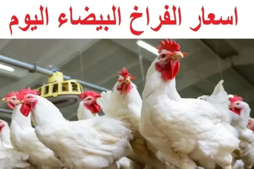 أسعار الدواجن في مصر