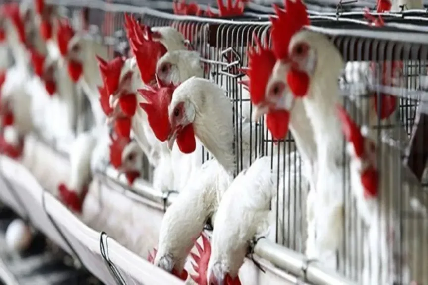 بورصة الدواجن اليوم