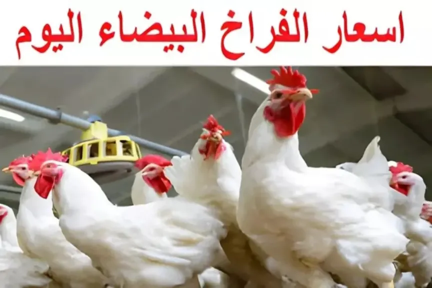 سعر الفراخ في بورصة الدواجن