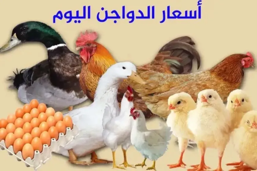 سعر الفراخ البلدي اليوم