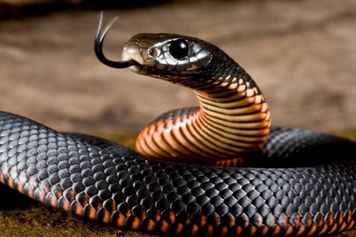 تفسير حلم ثعبان يهاجمني