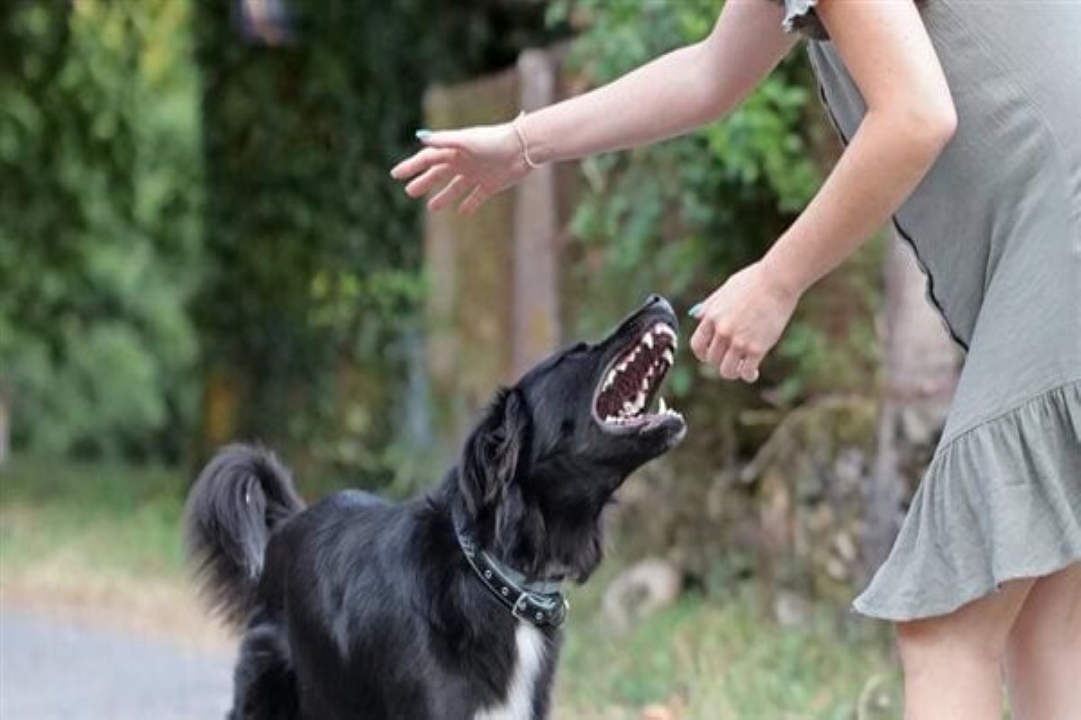 تفسير حلم عض الكلاب في اليد بدون ألم